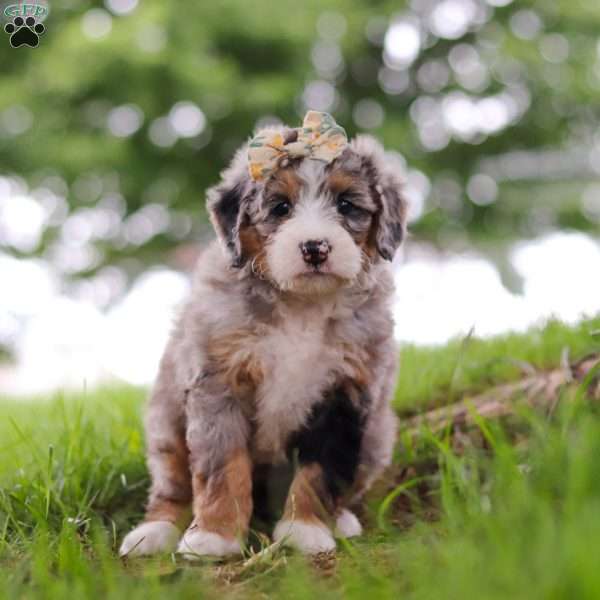 Mimosa, Mini Bernedoodle Puppy